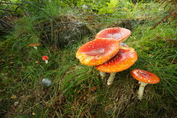 Vibrant red and orange mushrooms growing in a lush green grass landscape under a clear sky in a forest setting