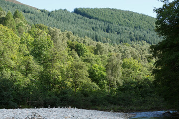 Vibrant green forest and riverbank under clear blue sky in rural landscape during daytime