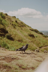 bird on a rock