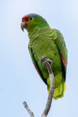 Perico en lo alto de un árbol.
