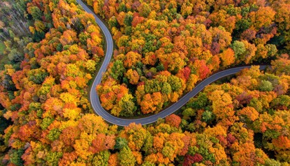 Colorful autumn maple forest in vibrant shades of yellow, orange, and red. A narrow winding road cuts through the trees. Aerial drone view from bird’s eye.