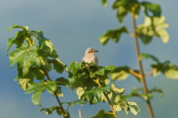 Juvenile Red-backed Shrike aka Lanius collurio perched on a branch. Common bird in Czech republic.