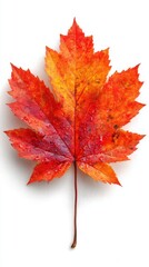 Vibrant red and orange autumn leaf with drops of water on a white background