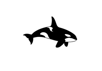 Obraz premium Isolated black and white illustration of an orca swimming in the ocean on white background