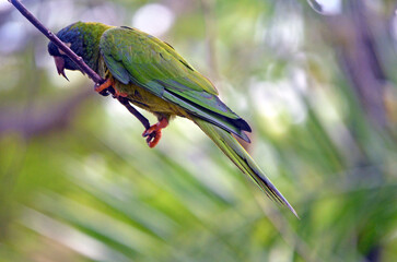 green parrot on a branch