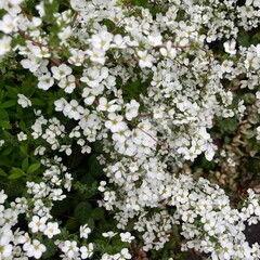 春に咲くユキヤナギの花