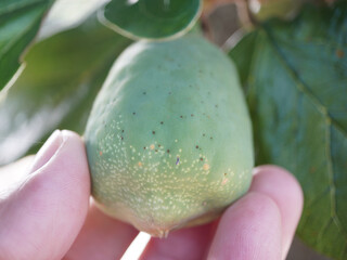 Hand gently holds unripe green fruit with dappled texture, surrounded by lush foliage