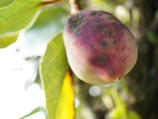 Vibrant purple fruit ripens on lush green branch, nature's sweet bounty awaiting harvest.