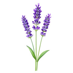 Naklejka premium Three Stems of Purple Lavender Flowers with Green Leaves on Transparent Background floral plant isolated on a transparent background