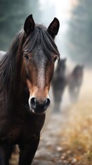 Naklejka premium Majestic horse stands confidently in foggy forest path while companion horses wander in the background