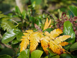 Vibrant golden fern leaves contrast with lush green foliage creating a beautiful natural autumn...