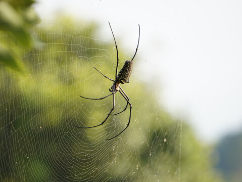 Giant Golden Orb Weaver spider meticulously crafts intricate web in natural sunlit environment