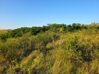 A grassy area with trees in the background