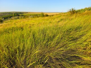 A field of grass