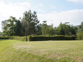 Obraz premium Lush green lawn and manicured hedge with tall trees and blue sky background