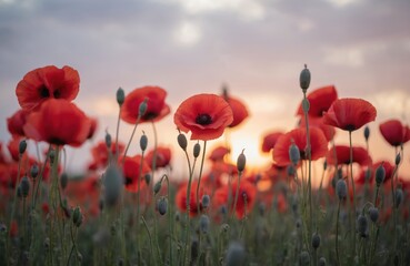 Obraz premium Field of red poppy flowers. Sunset light illuminates blossoms and buds. Soft pastel sky background. Symbolizes remembrance, Armistice Day, Anzac Day themes. Natural beauty.
