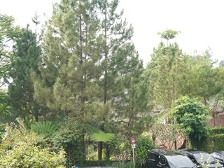 Lush green pine forest with vibrant foliage and parked cars, serene natural landscape