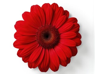 Macro view of vibrant red Gerbera daisy flower, isolated on white background. Delicate petals radiate from central disc. Perfect for spring, summer themes, botany, and beauty.