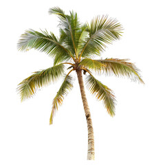 Tropical palm tree against black background
