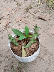Small plants in pots