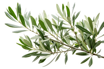 Fototapeta premium Olive branch with green leaves isolated on a transparent background.PNG