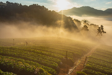 Farmers watering strawberry garden has the form of steps with sunrise at Doi Ang Khang , Chiang...