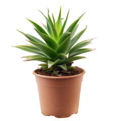 Fototapeta premium Small succulent plant in terracotta pot