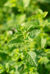 Fresh mint leaves with vibrant green color and textured surface