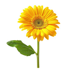 Naklejka premium Vibrant yellow flower with green leaves. Close-up, isolated. Bright, radiant bloom. Elegant and simple design