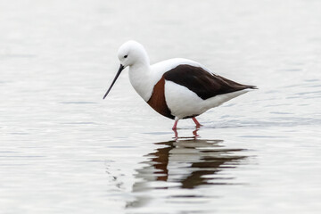 Curved-Beaked Bird Reflected in Wetland Scene - Banded Stilt Wading