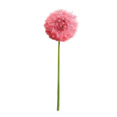 Pink, fluffy flower head on long stem