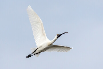 Royal Spoonbill in Mid-Flight Against Pale Sky