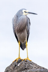 White-faced Heron with Fluffed Feathers on Basalt Boulder