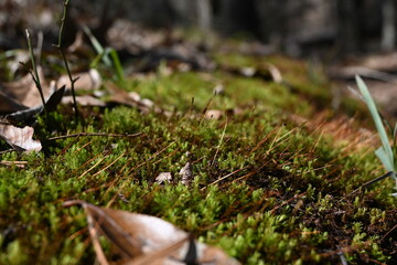 moss on the ground
