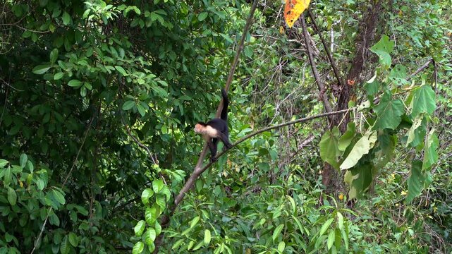 Wild white-faced capuchin monkey in its natural habitat of Costa Rica, perched on a tree branch surrounded by lush tropical forest and vibrant greenery