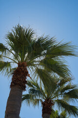 Palm trees swaying gently under the bright sun