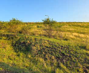 A grassy area with trees in the background