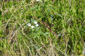 Driftwood Talbot Island