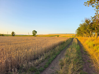 A dirt road through a field