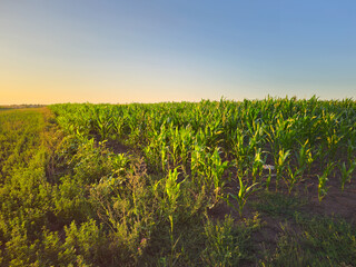 A field of green plants