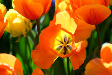 Glowing backlit orange tulips blooming in mass planting in garden, colorful spring nature background

