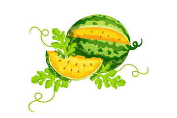 Colorful cosmos with ripe summer berries of yellow watermelon and pieces of juicy fruits. Vector graphics.