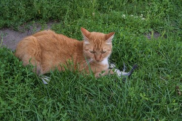 Domestic ginger cat resting in green grass while holding a dead bird with its front paws. Wild...