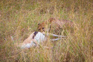 Bloody Cheetah after a hunt photographed during anAfrican Safari