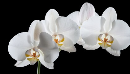 elegant white phalaenopsis orchids blooming on dark background beautiful tropical flowers exquisite nature on transparent background pure