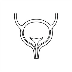 Human bladder and urethra line drawing urinary system