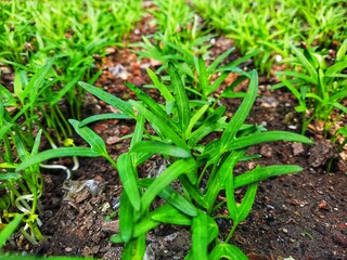 Water spinach plant garden photography