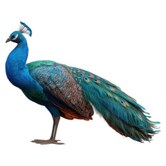 Stunning Photorealistic Peacock Displaying Its Vibrant Fanned Feathers