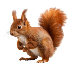 Fototapeta premium Realistic Red Squirrel Posing on Hind Legs with Bushy Tail