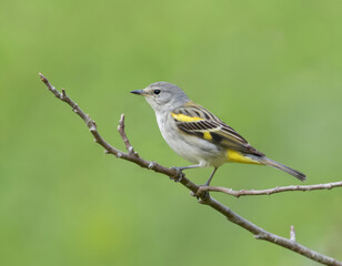 Fototapeta premium Small yellow bird, Golden-winged Warbler, perched on bare branch in spring. Wings show yellow, black stripes against soft green background. Avian creature common sight in forests, woodlands during